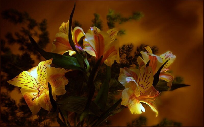 yellow flowers in warm light