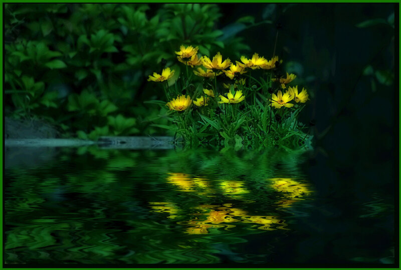 Yellow Flowers in Water — Green