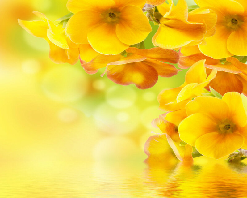 Yellow Flowers in Water — Serene, Afternoon