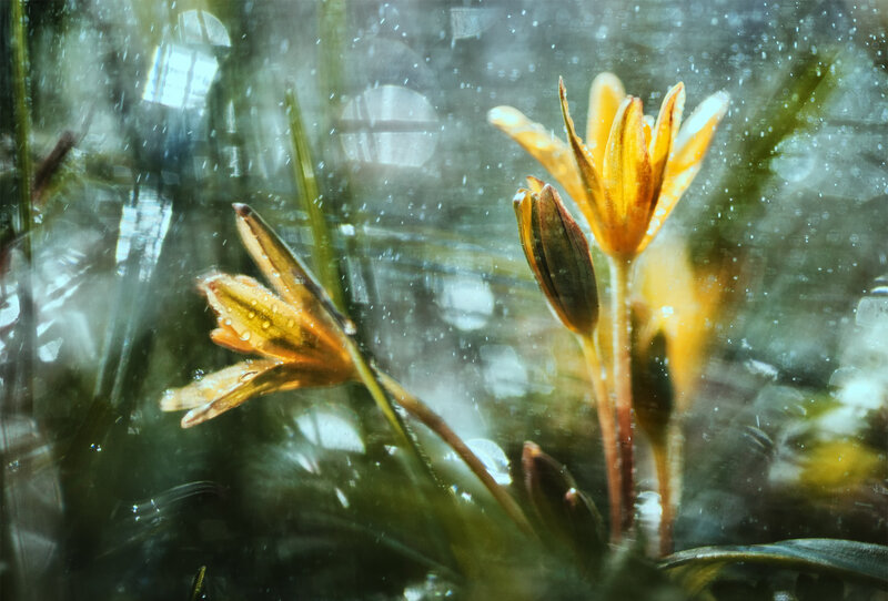 Yellow Flowers in Water — Serene