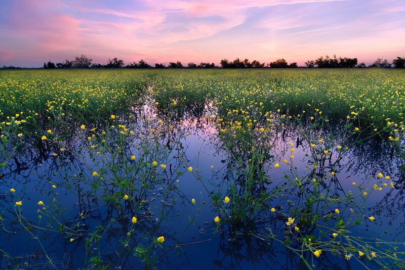 Yellow Flowers in Water
