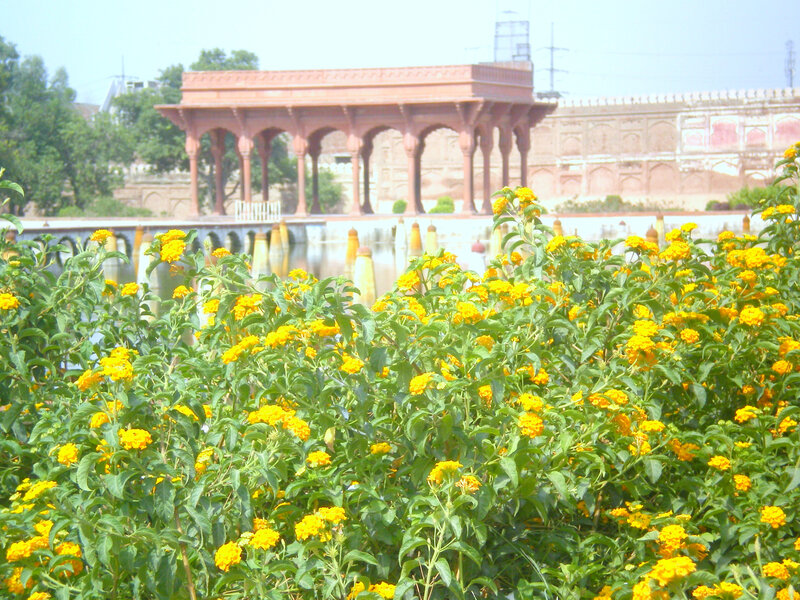 yellow flowers near a pavilion