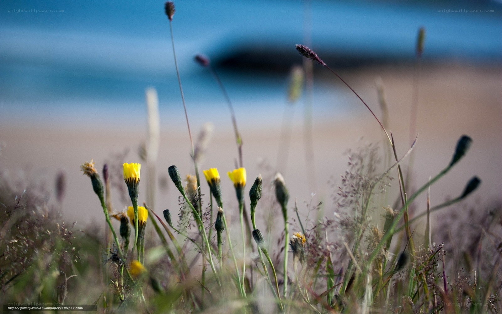 Yellow flowers on a beach