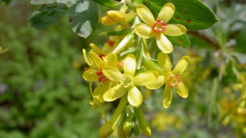 yellow flowers on a branch