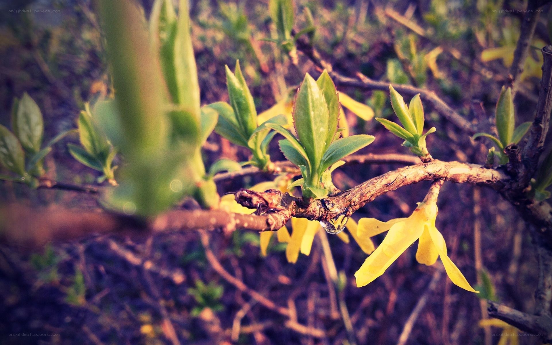 yellow flowers on a branch