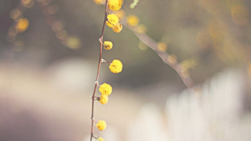 Yellow flowers on a branch