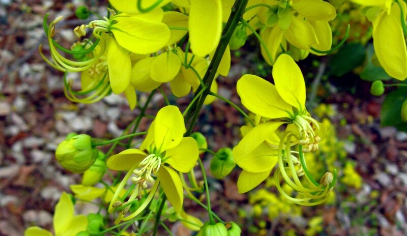 Yellow flowers on a branch