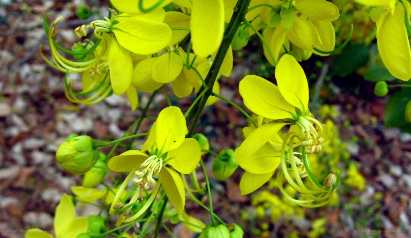 Yellow flowers on a branch