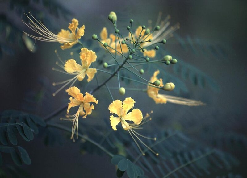 yellow flowers on a branch