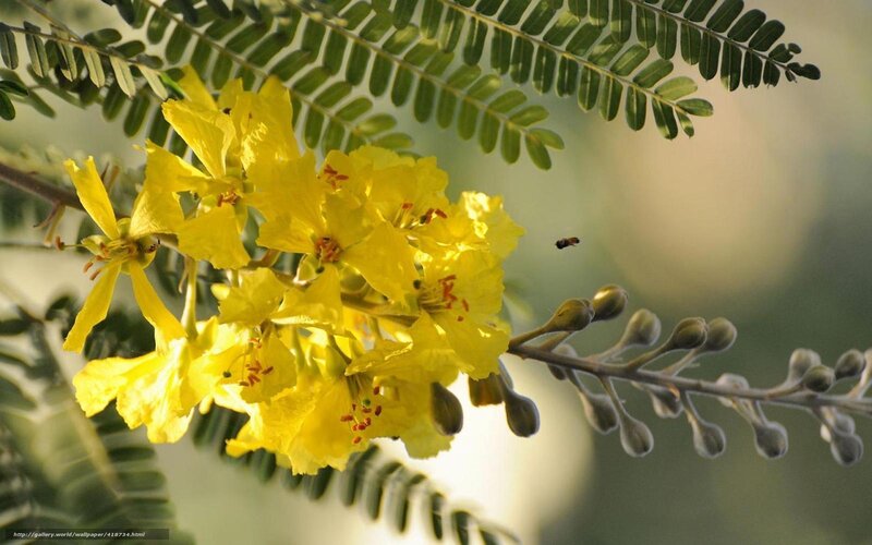 Yellow flowers on a branch