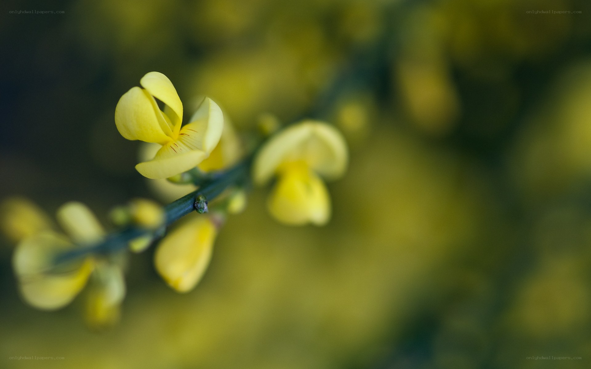 Yellow flowers on a branch