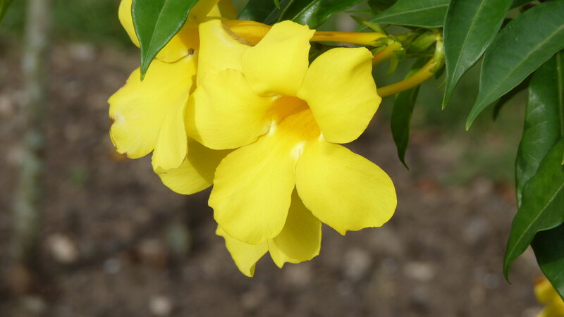 Yellow Flowers on a Branch — Calm, Afternoon