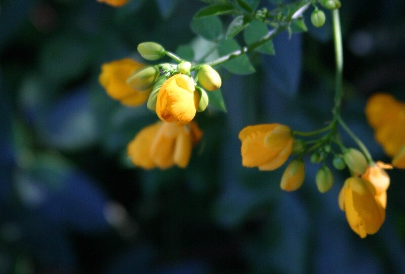 Yellow Flowers on a Branch — Calm