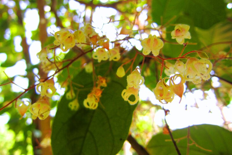 Yellow Flowers on a Branch — Green