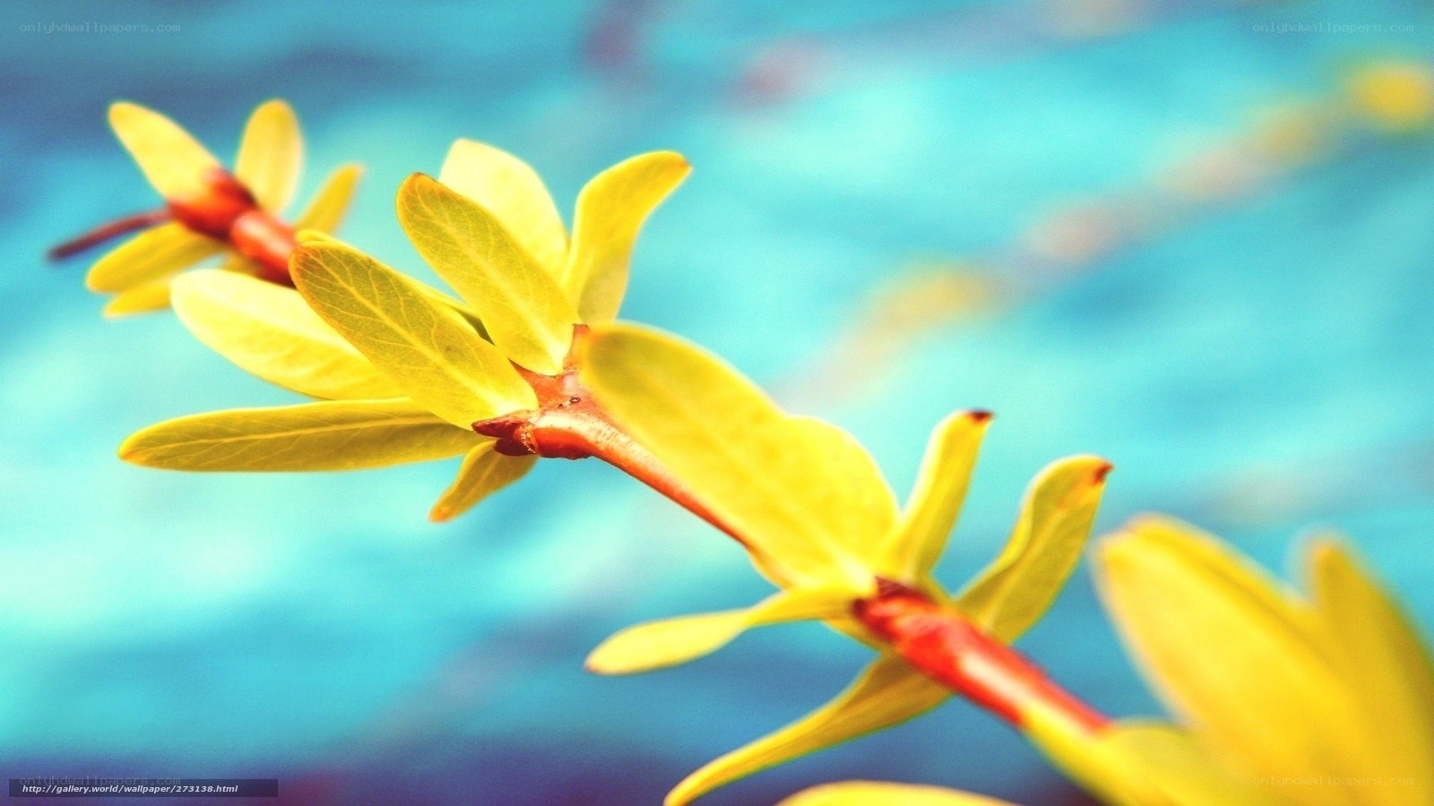 Yellow flowers on a branch
