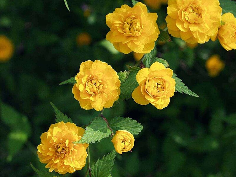 Yellow flowers on a bush
