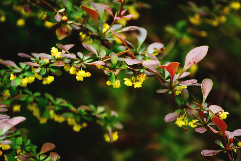 Yellow flowers on a bush