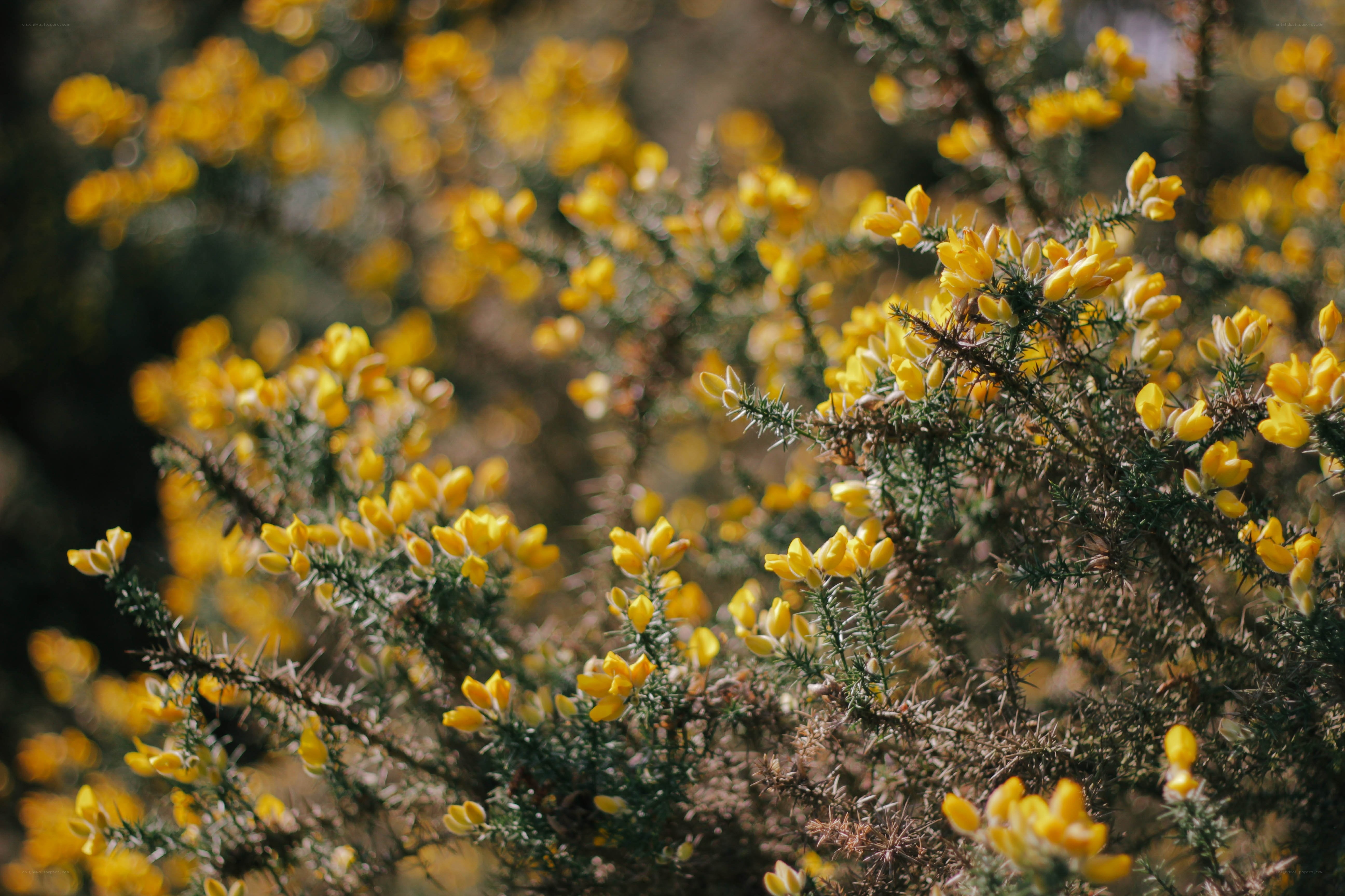 Yellow flowers on a bush