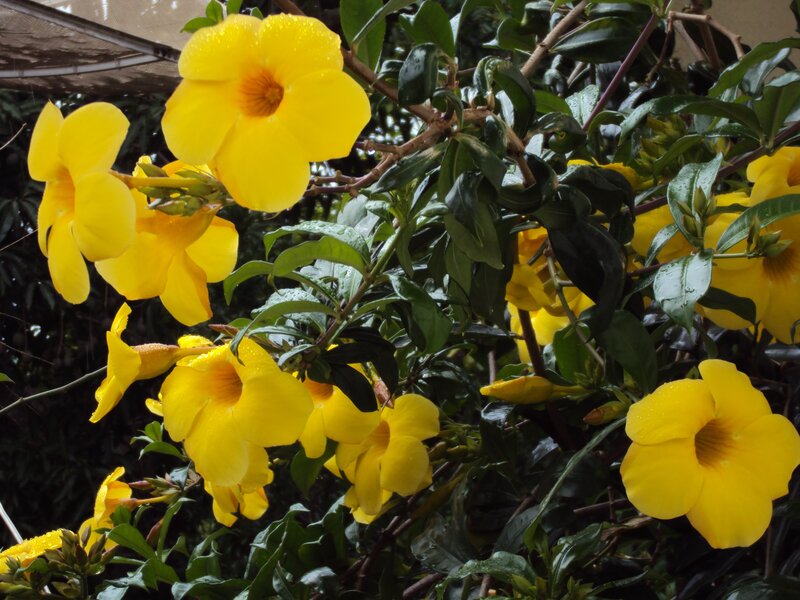 yellow flowers on a bush
