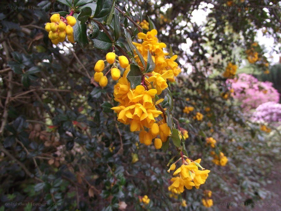 yellow flowers on a bush
