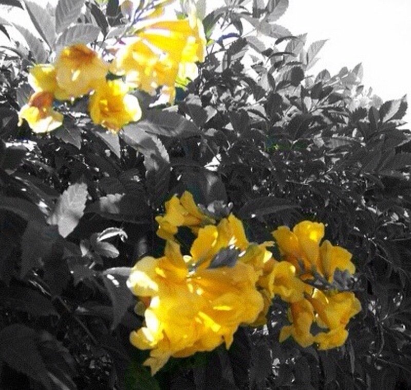 yellow flowers on a bush