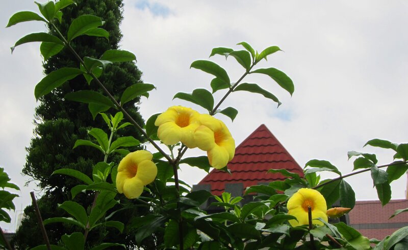 Yellow Flowers on a Bush — Calm