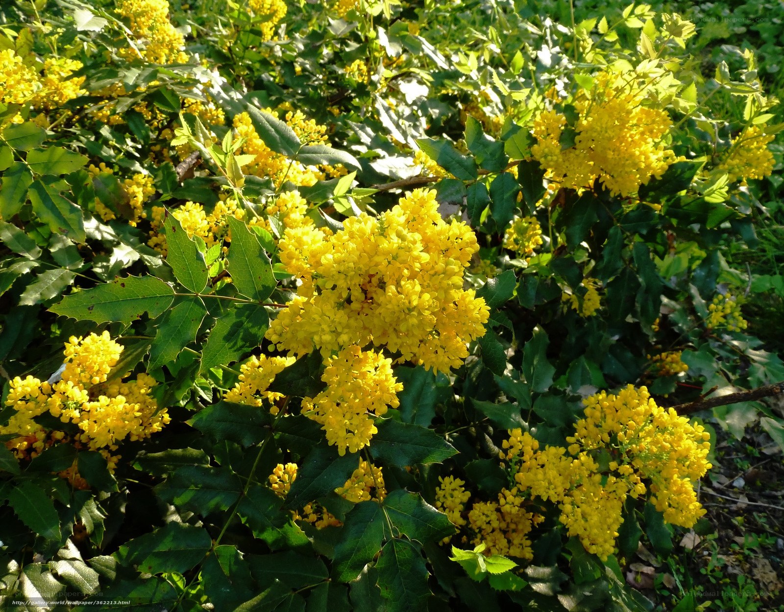 Yellow flowers on a bush