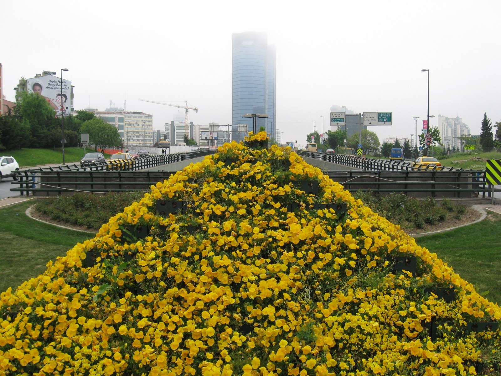 Yellow flowers on a city road