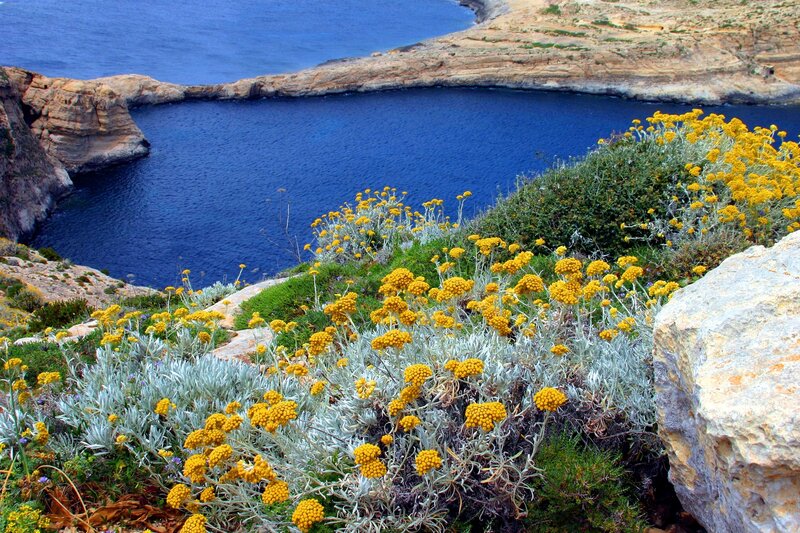 Yellow flowers on a coastal cliff