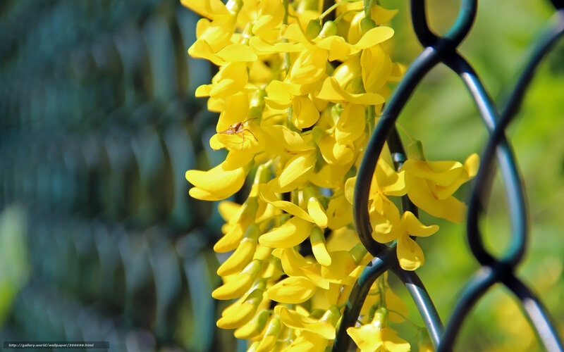 Yellow flowers on a fence