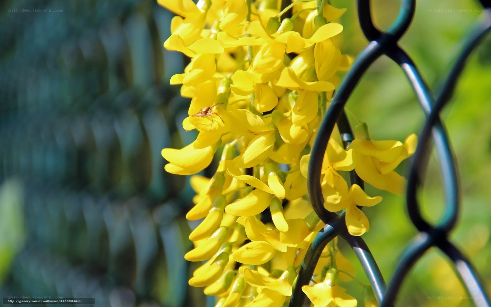 Yellow flowers on a fence