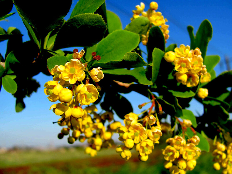 Yellow flowers on a green bush