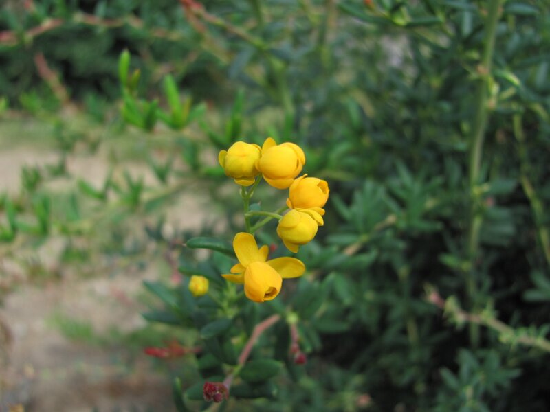 Yellow flowers on a green bush