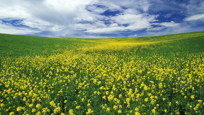 Yellow flowers on a green hill