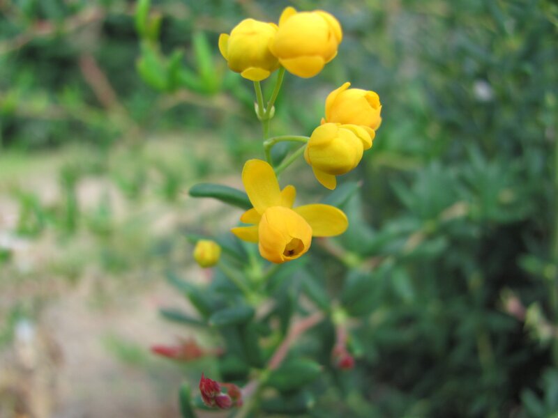 yellow flowers on a green plant