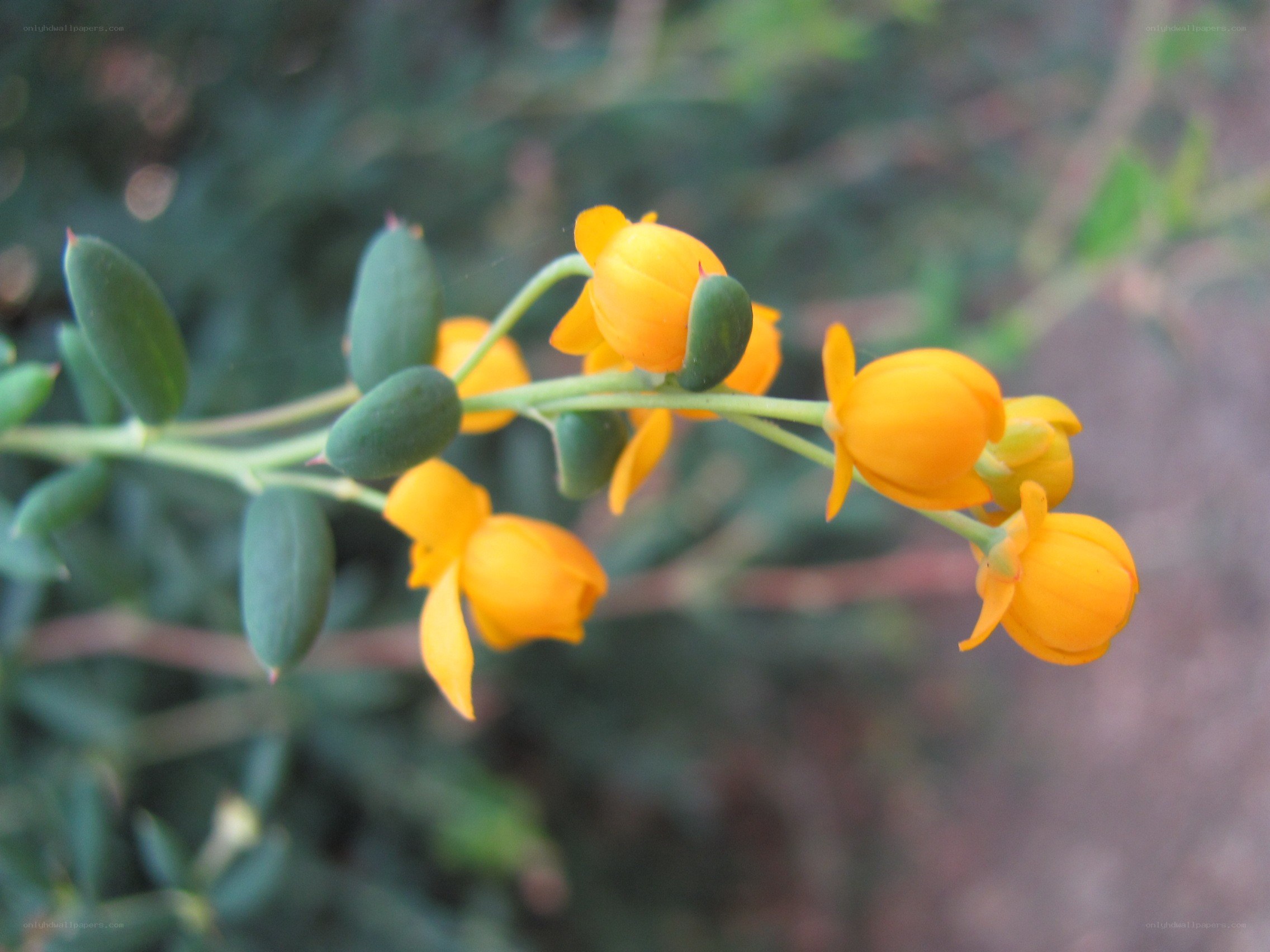 Yellow flowers on a green stem