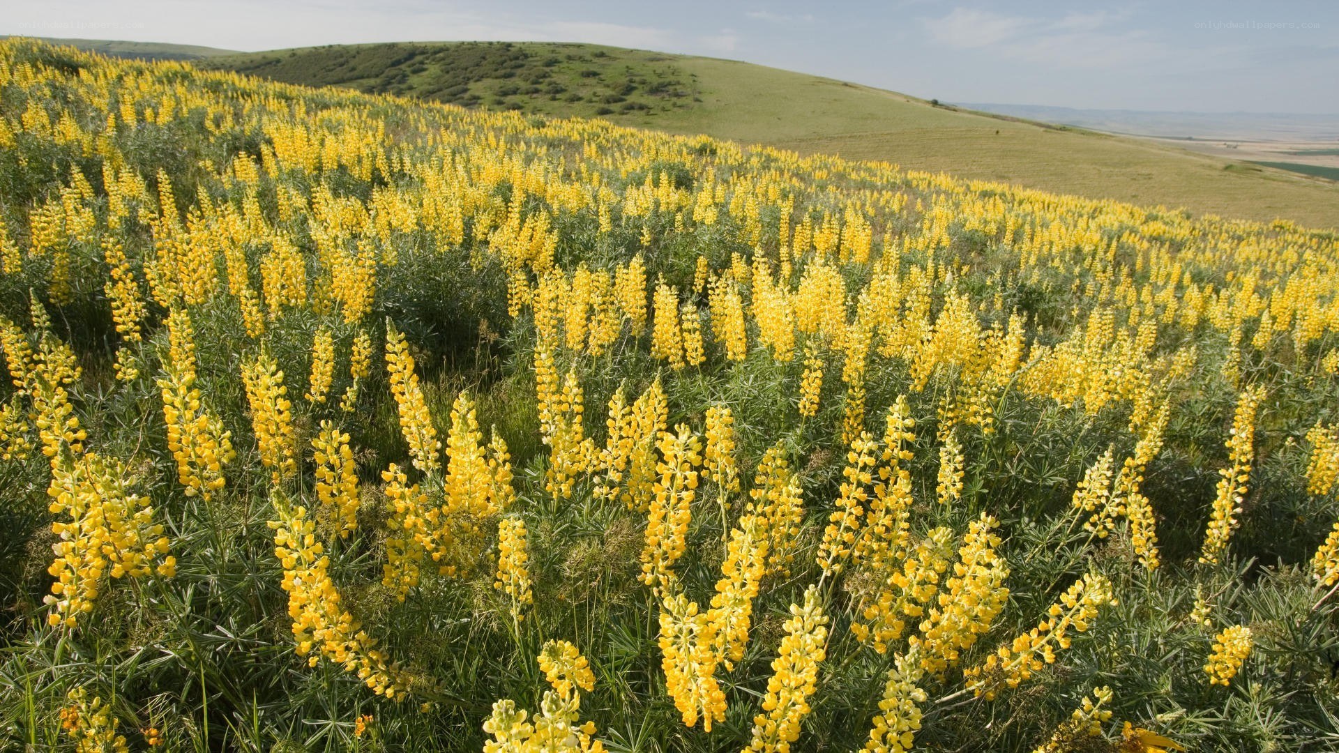 Yellow flowers on a hillside