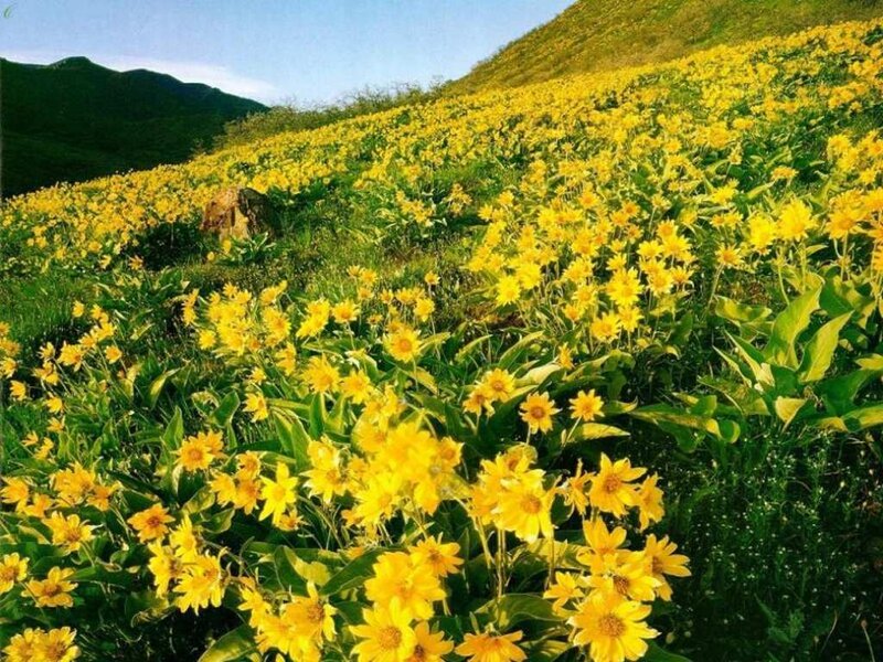 Yellow flowers on a hillside