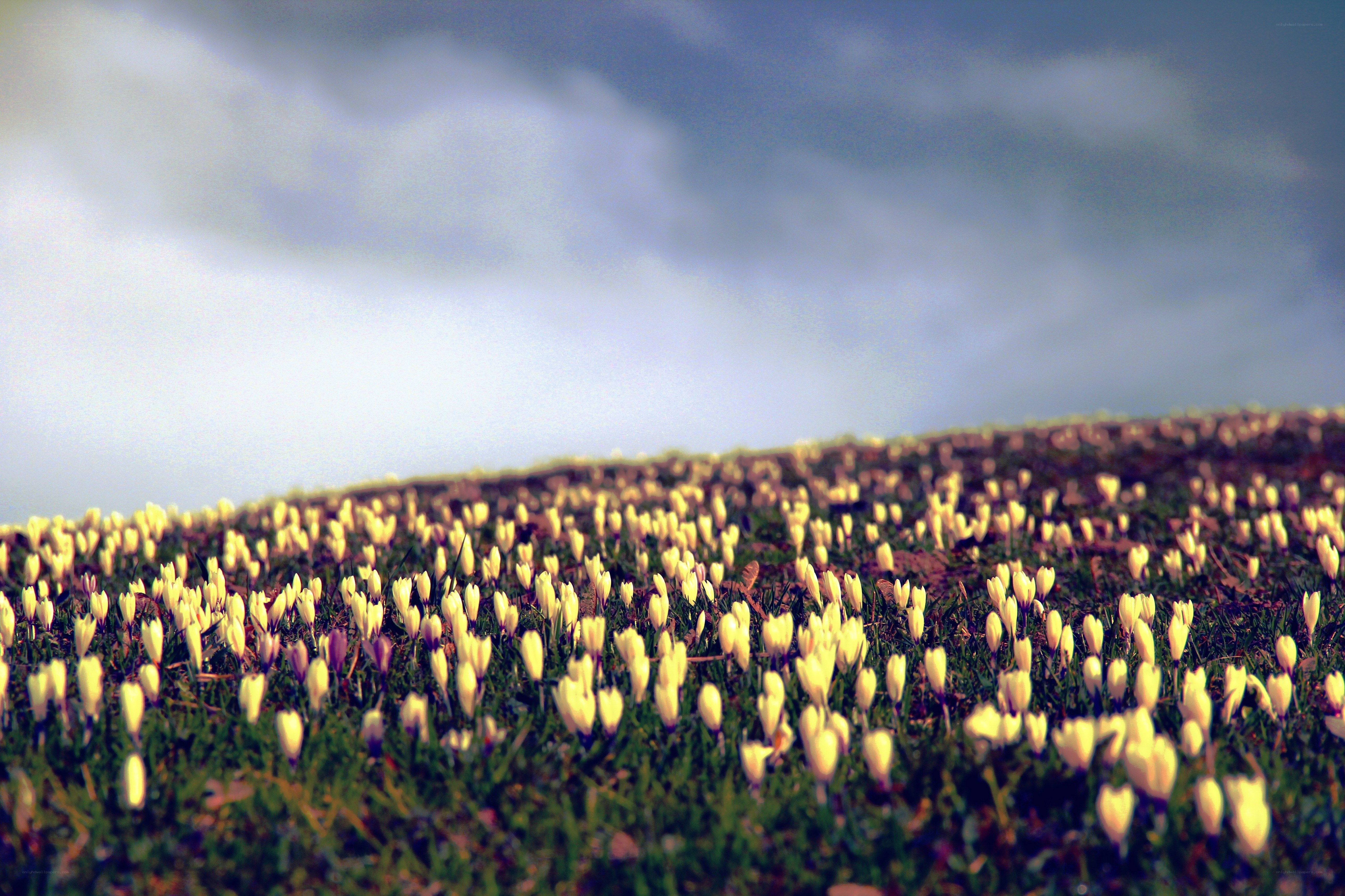 Yellow flowers on a hillside