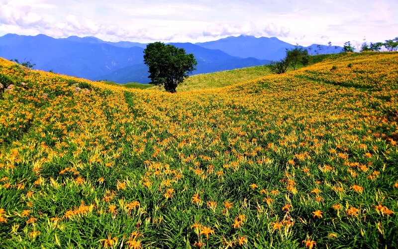 Yellow flowers on a mountain slope