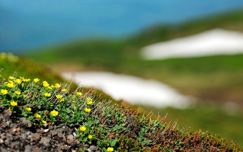 Yellow flowers on a mountain slope