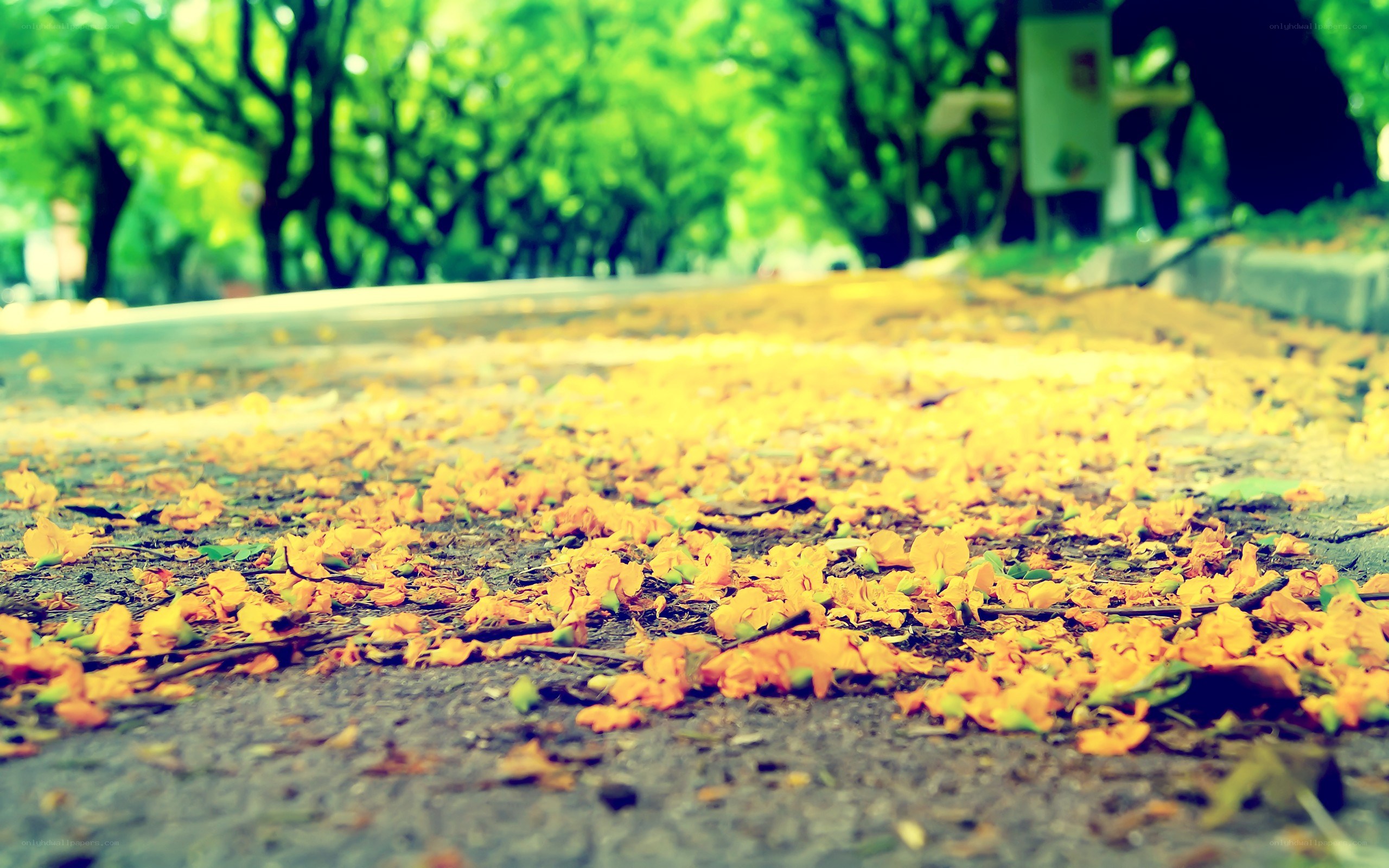 Yellow flowers on a park path