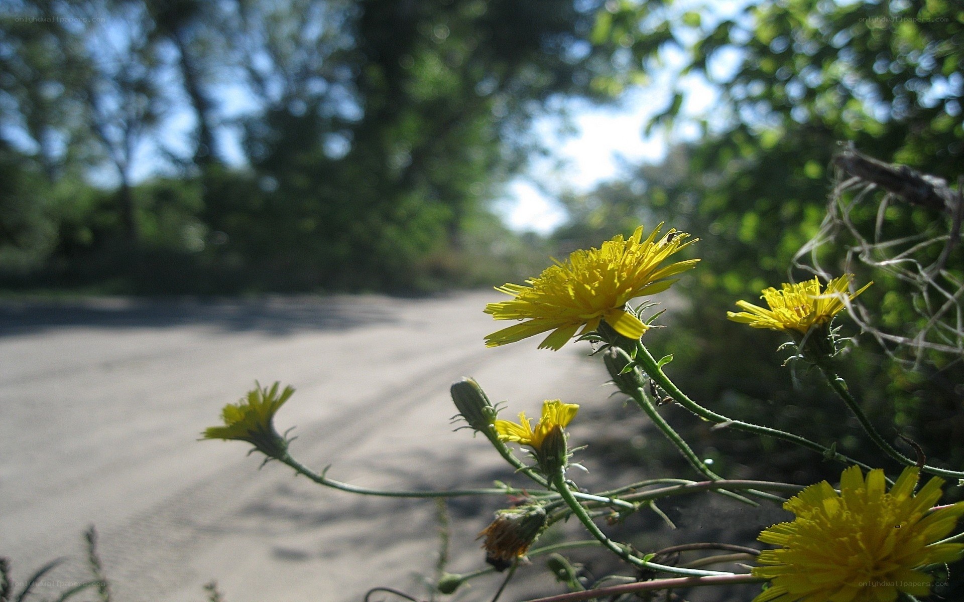 Yellow flowers on a roadside
