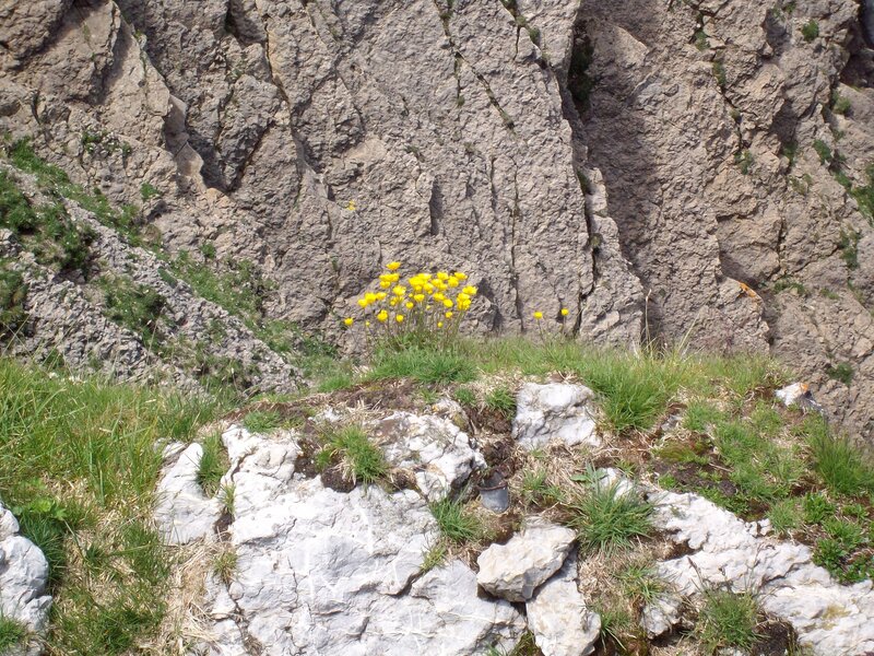 Yellow flowers on a rocky cliff
