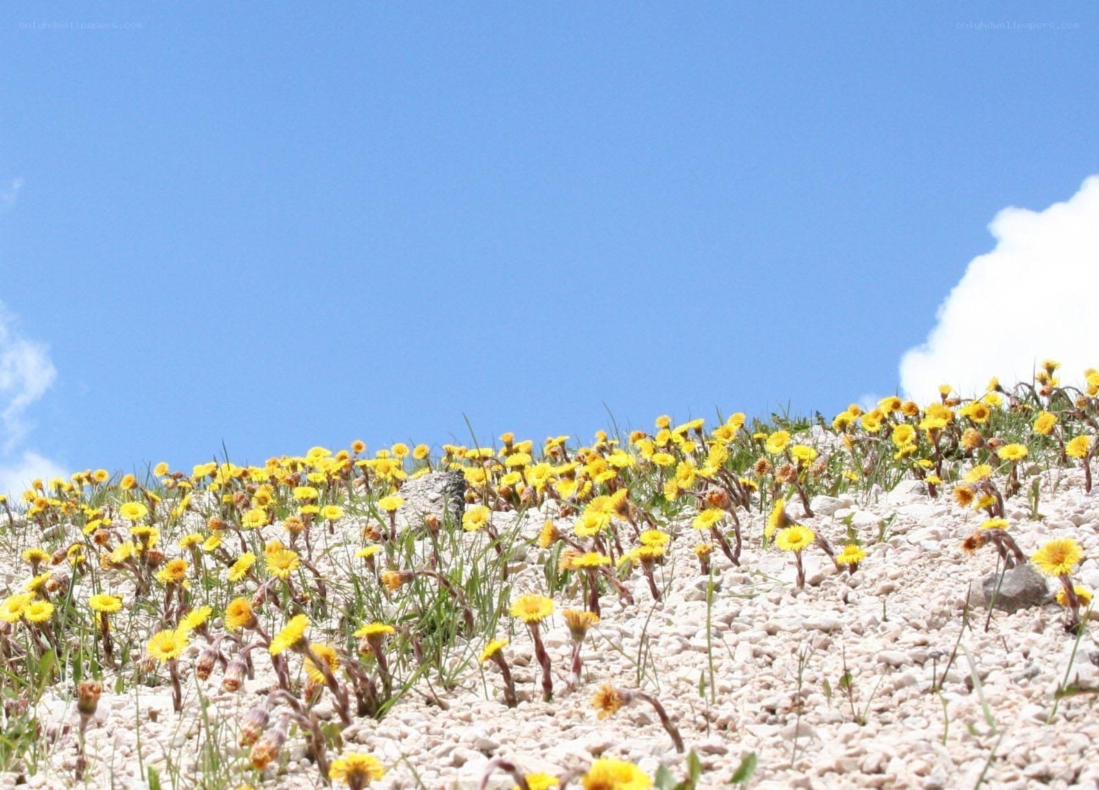 Yellow flowers on a rocky hillside