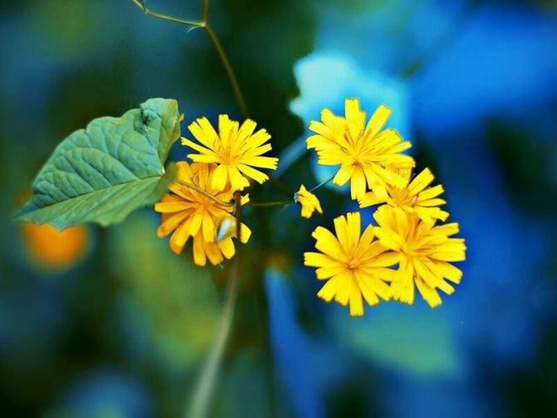 Yellow Flowers on a Stem — Serene