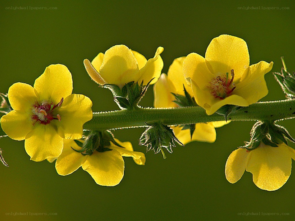 yellow flowers on a stem