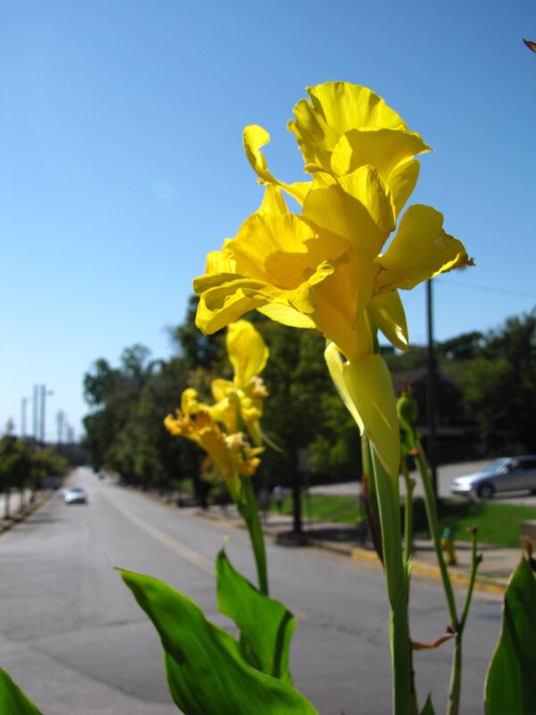 Yellow flowers on a sunny street