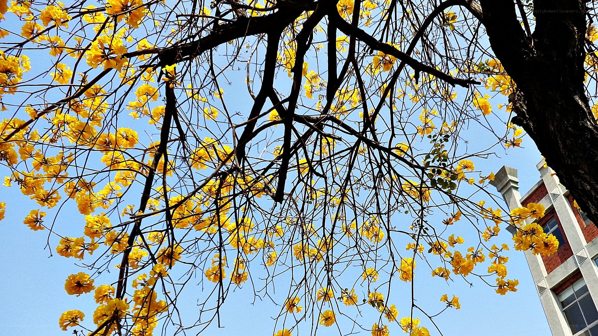 Yellow flowers on a tree