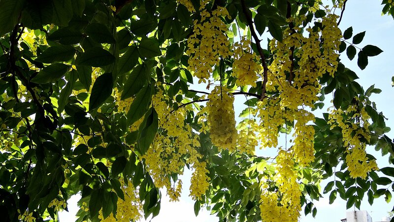Yellow flowers on a tree